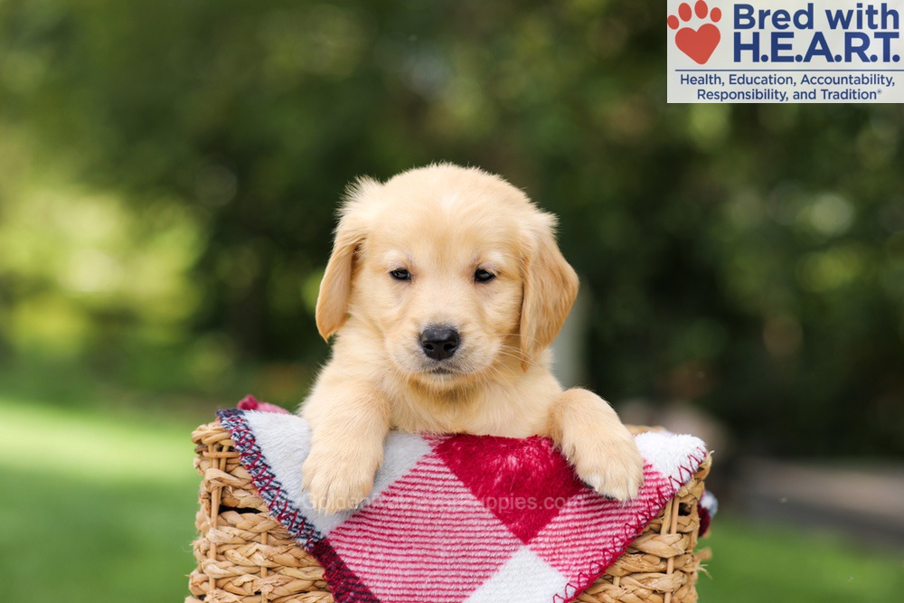 Nash Image of Nash, a Golden Retriever puppy