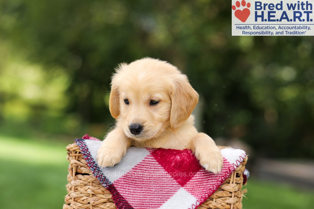 Nash Image of Nash, a Golden Retriever puppy