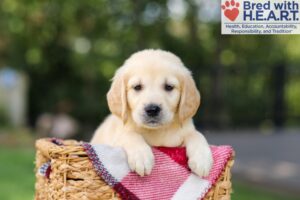 Image of Neil, a Golden Retriever puppy