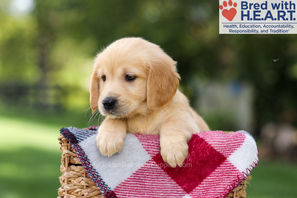 Nellie Image of Nellie, a Golden Retriever puppy