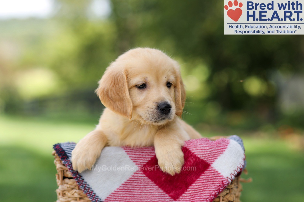 Nellie Image of Nellie, a Golden Retriever puppy