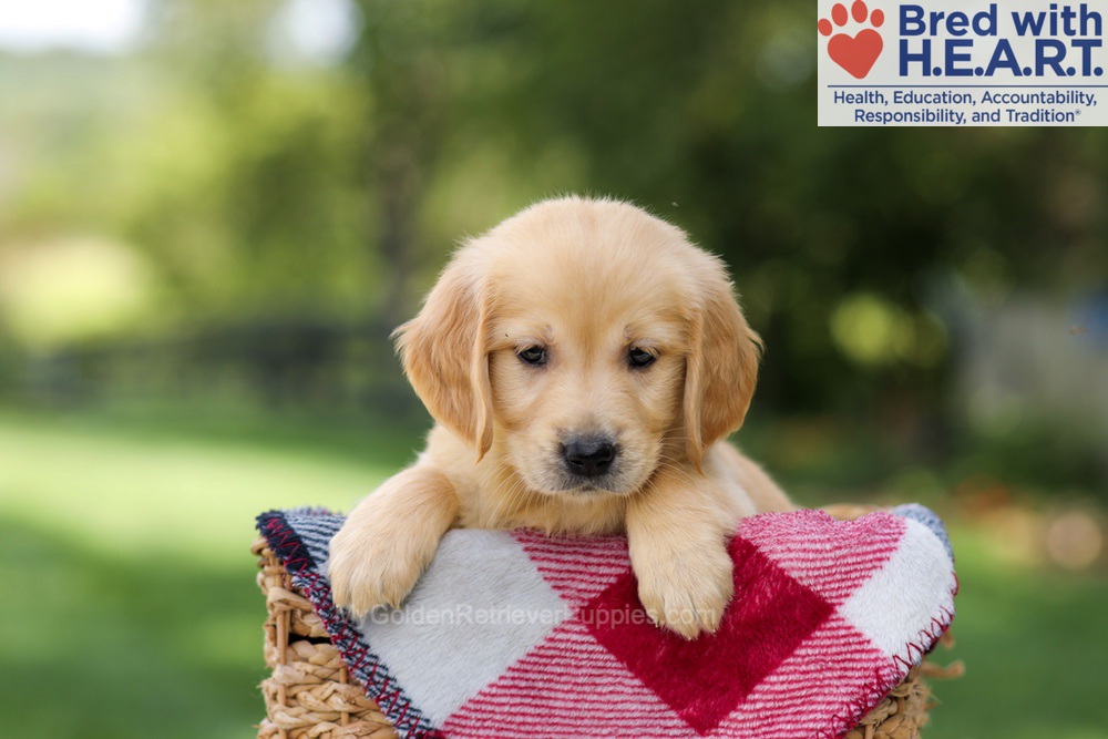 Nellie Image of Nellie, a Golden Retriever puppy