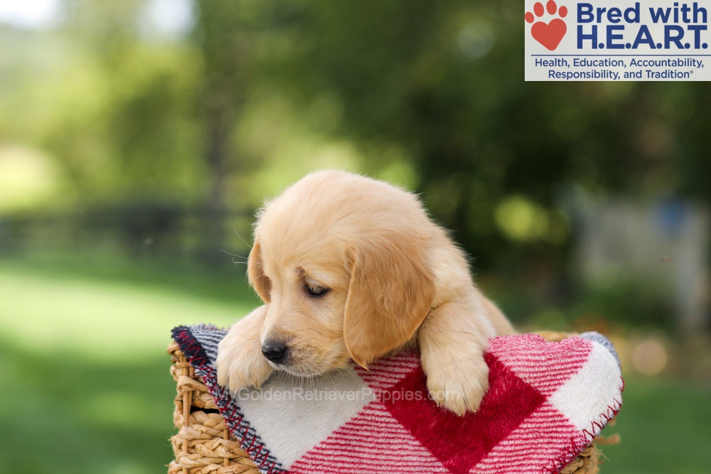 Nellie Image of Nellie, a Golden Retriever puppy