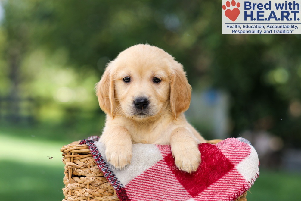 Nellie Image of Nellie, a Golden Retriever puppy