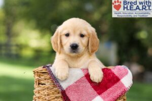 Image of Nellie, a Golden Retriever puppy