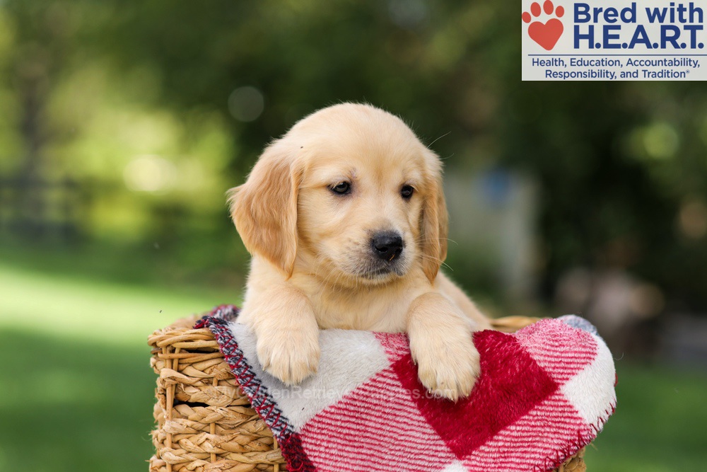 Nellie Image of Nellie, a Golden Retriever puppy