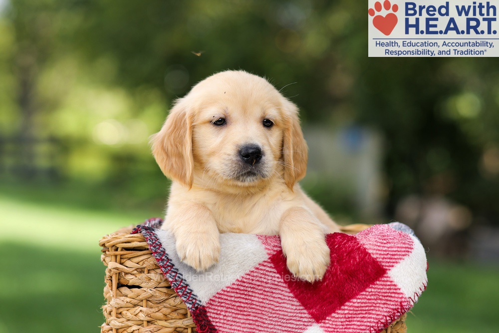Nellie Image of Nellie, a Golden Retriever puppy