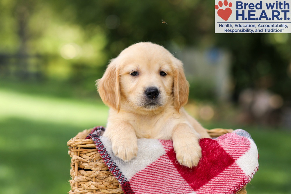 Nellie Image of Nellie, a Golden Retriever puppy