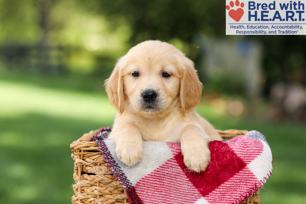 Nellie Image of Nellie, a Golden Retriever puppy