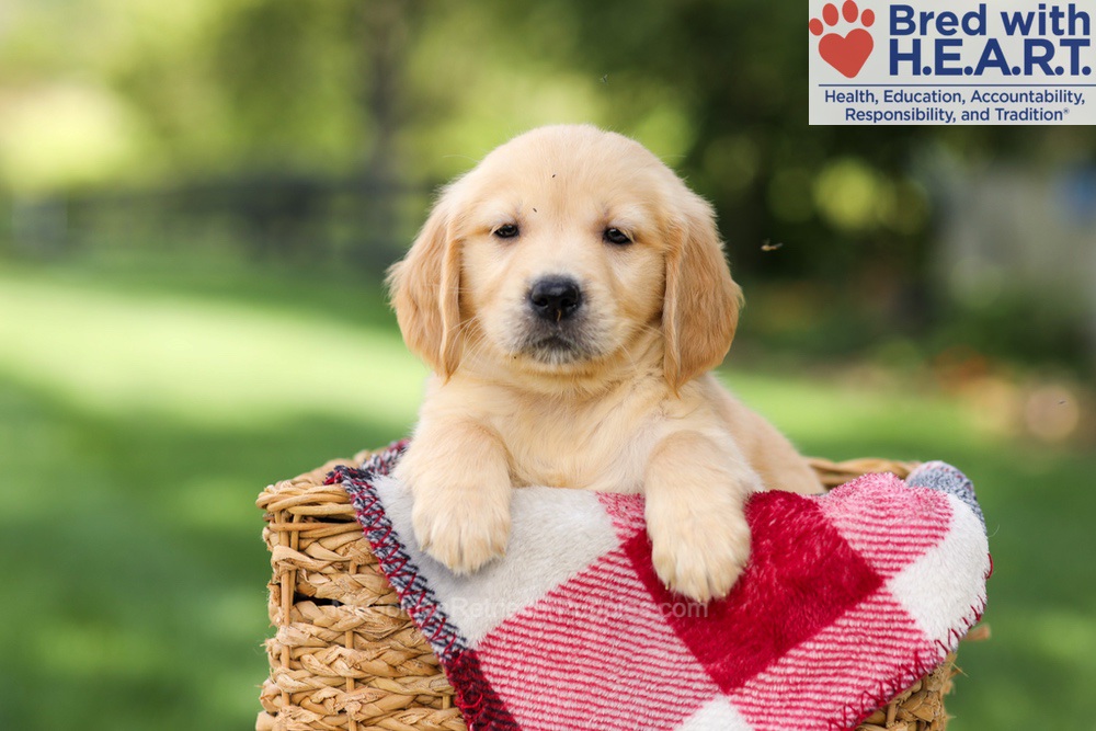 Nellie Image of Nellie, a Golden Retriever puppy