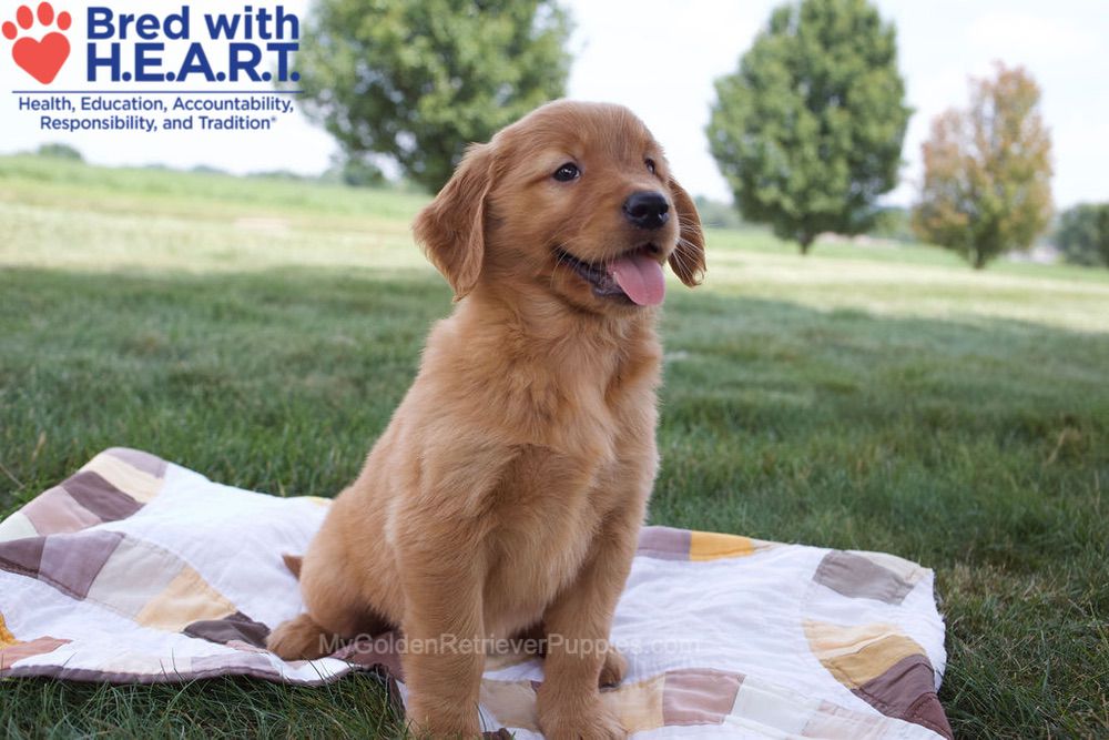 Nessa Image of Nessa, a Golden Retriever puppy