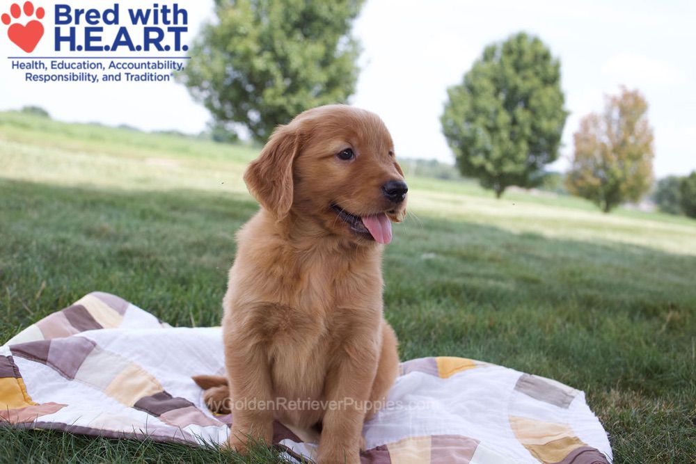 Nessa Image of Nessa, a Golden Retriever puppy