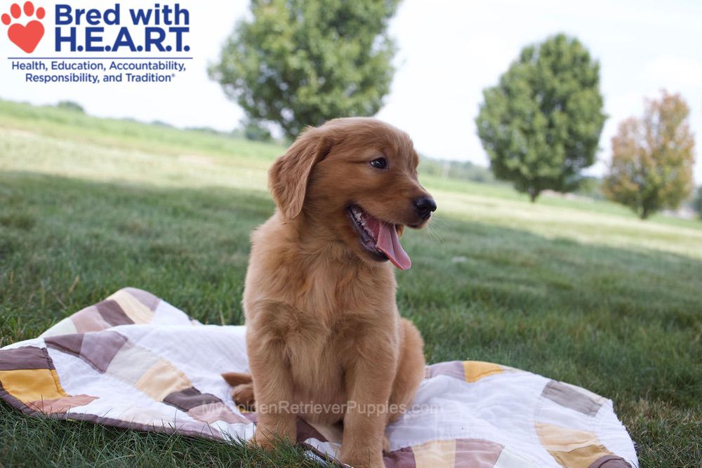 Nessa Image of Nessa, a Golden Retriever puppy