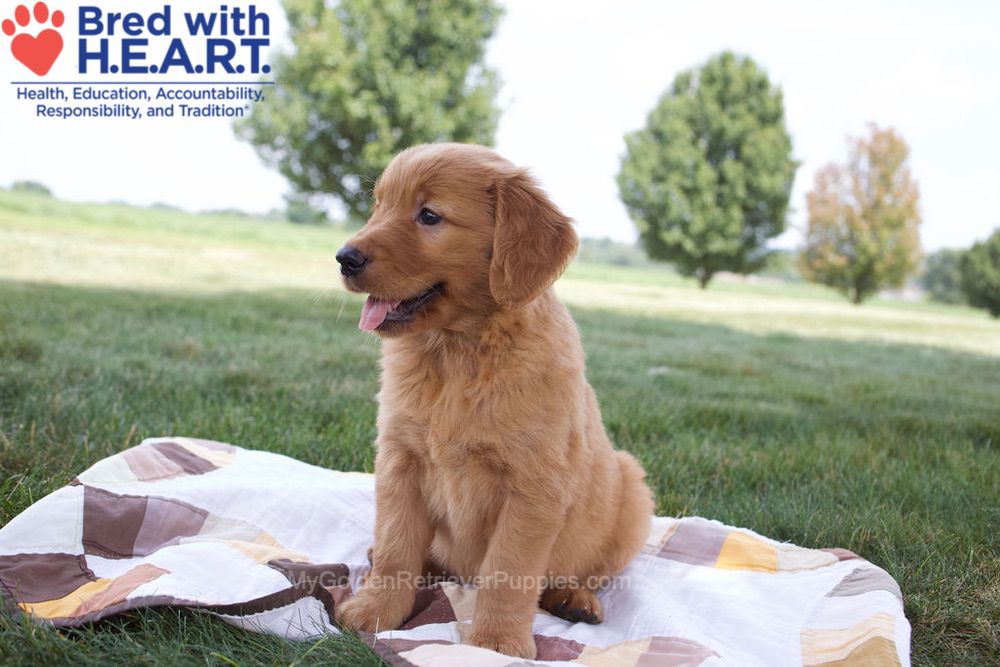 Nessa Image of Nessa, a Golden Retriever puppy