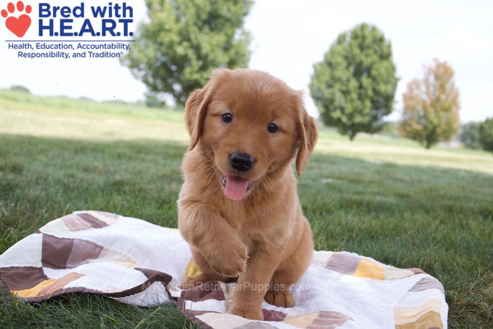 Nessa Image of Nessa, a Golden Retriever puppy