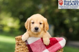 Image of Nessa, a Golden Retriever puppy
