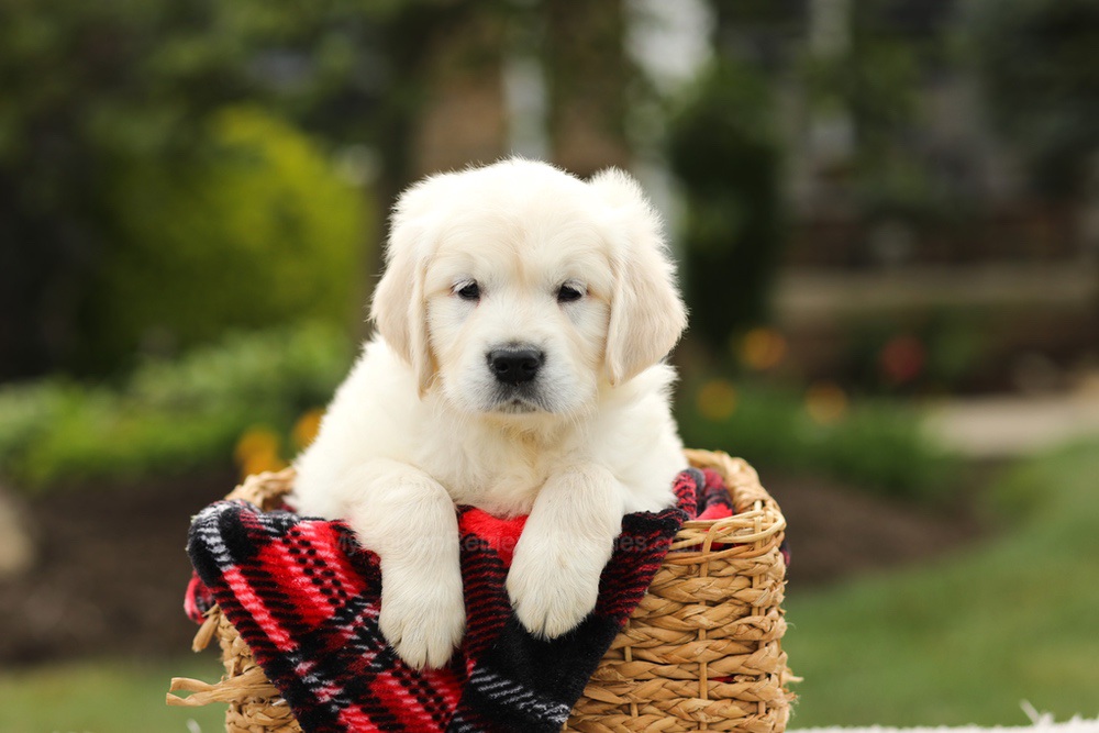 Nevin Image of Nevin, a Golden Retriever puppy