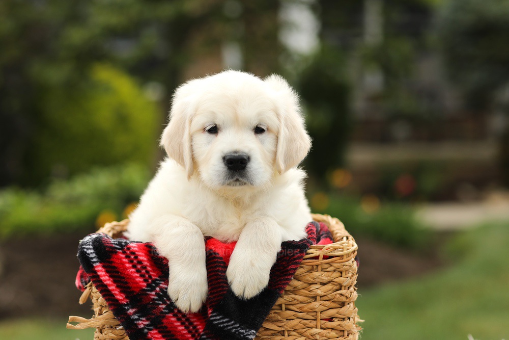 Nevin Image of Nevin, a Golden Retriever puppy