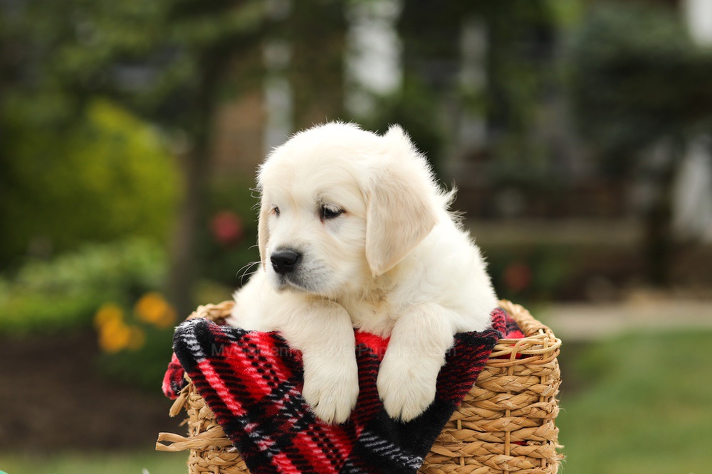 Nevin Image of Nevin, a Golden Retriever puppy