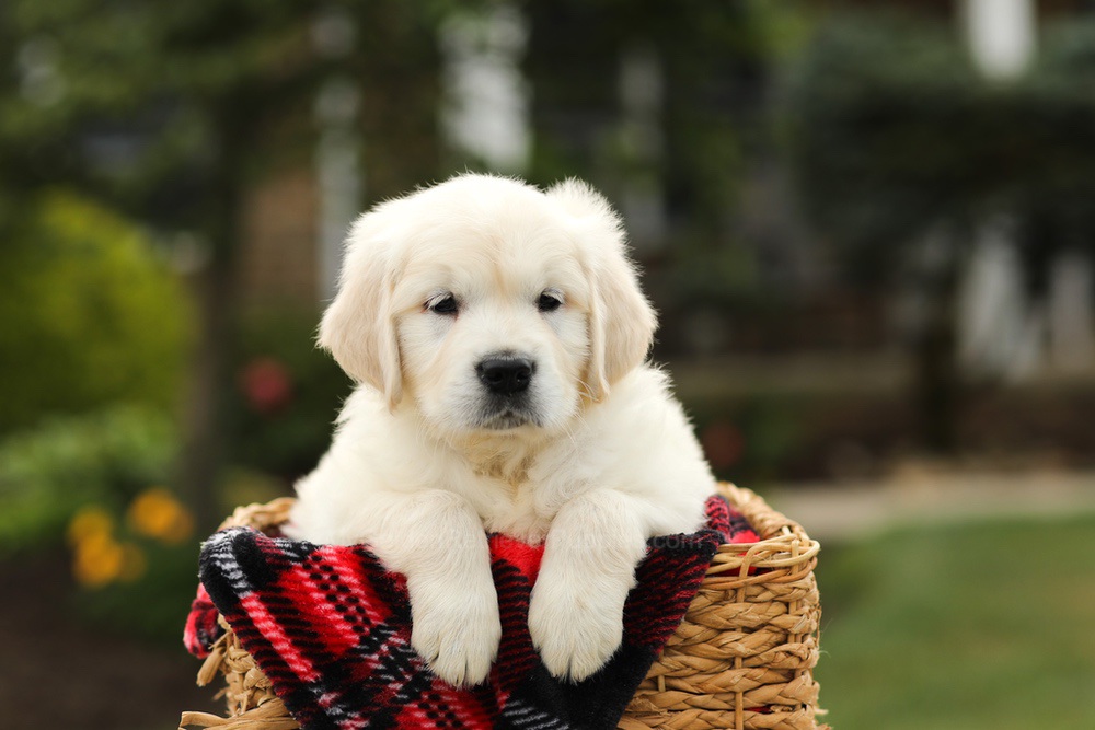 Nevin Image of Nevin, a Golden Retriever puppy