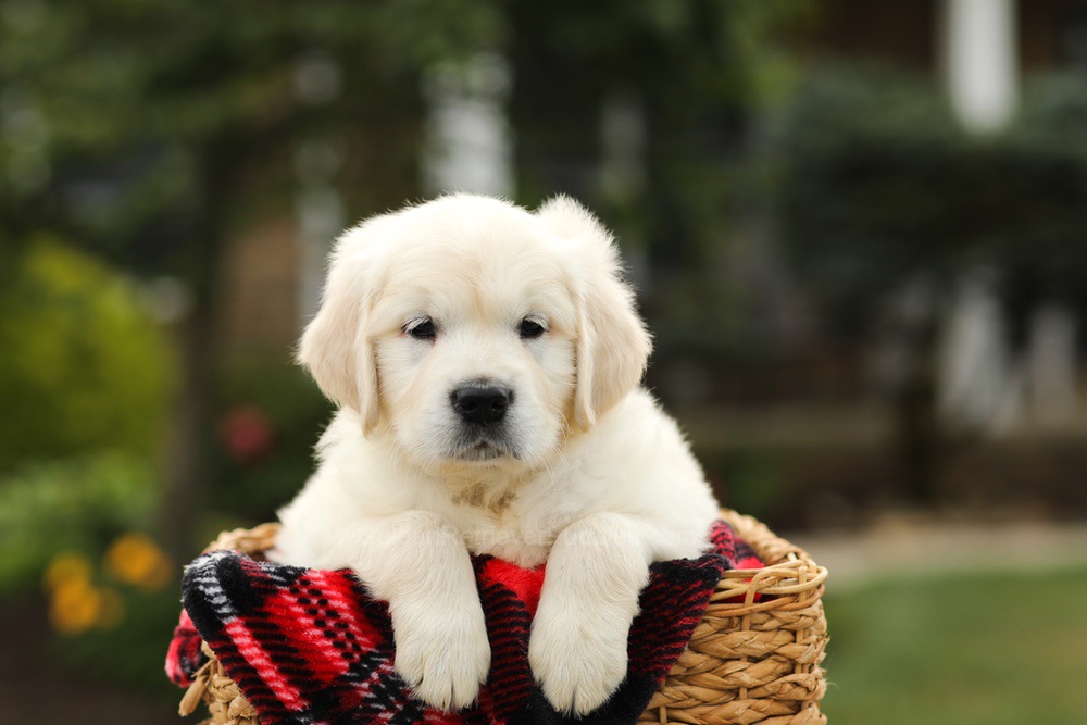 Nevin Image of Nevin, a Golden Retriever puppy