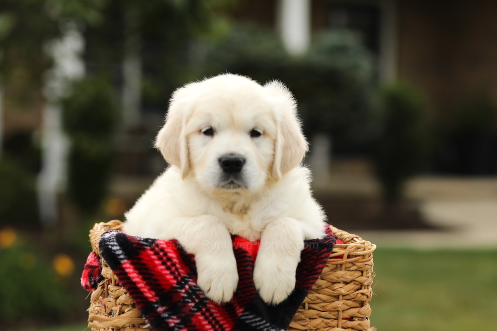 Nevin Image of Nevin, a Golden Retriever puppy
