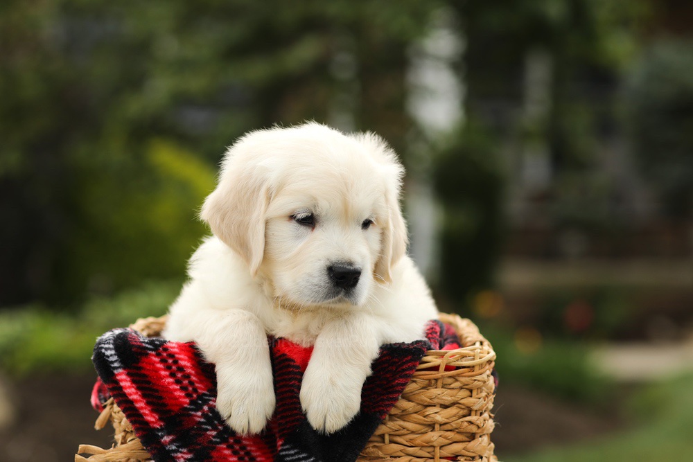 Nevin Image of Nevin, a Golden Retriever puppy