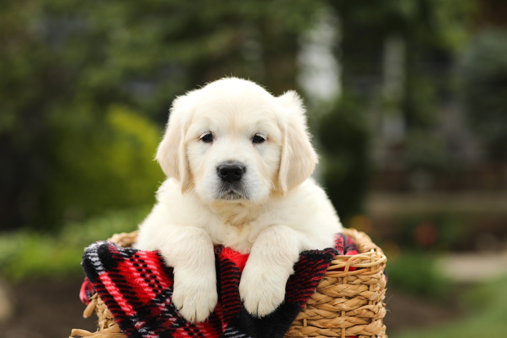 Nevin Image of Nevin, a Golden Retriever puppy