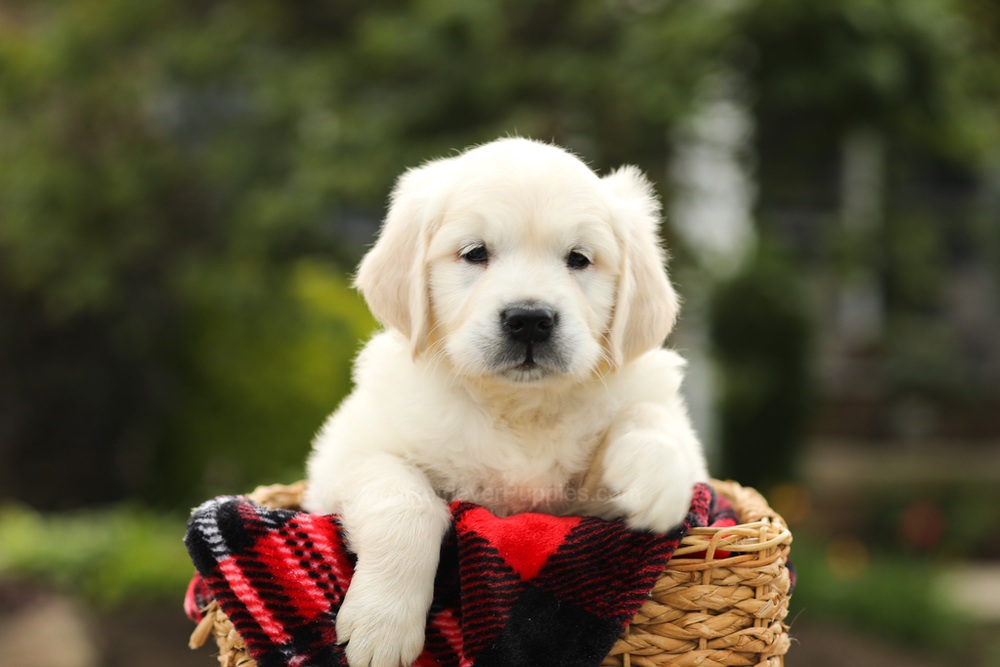 Nevin Image of Nevin, a Golden Retriever puppy