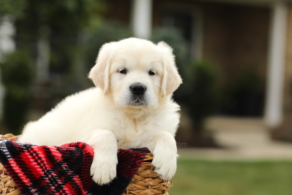 Nevin Image of Nevin, a Golden Retriever puppy