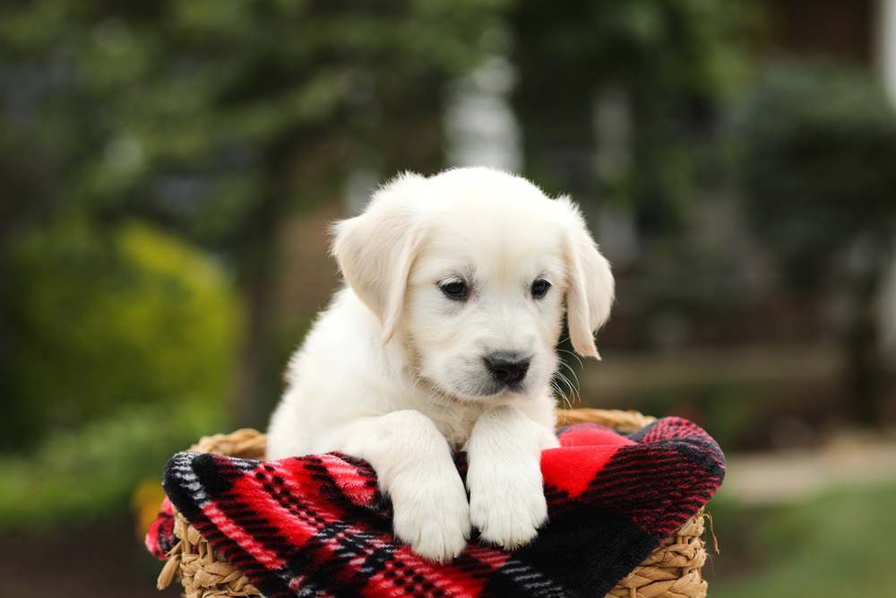 Noah Image of Noah, a Golden Retriever puppy