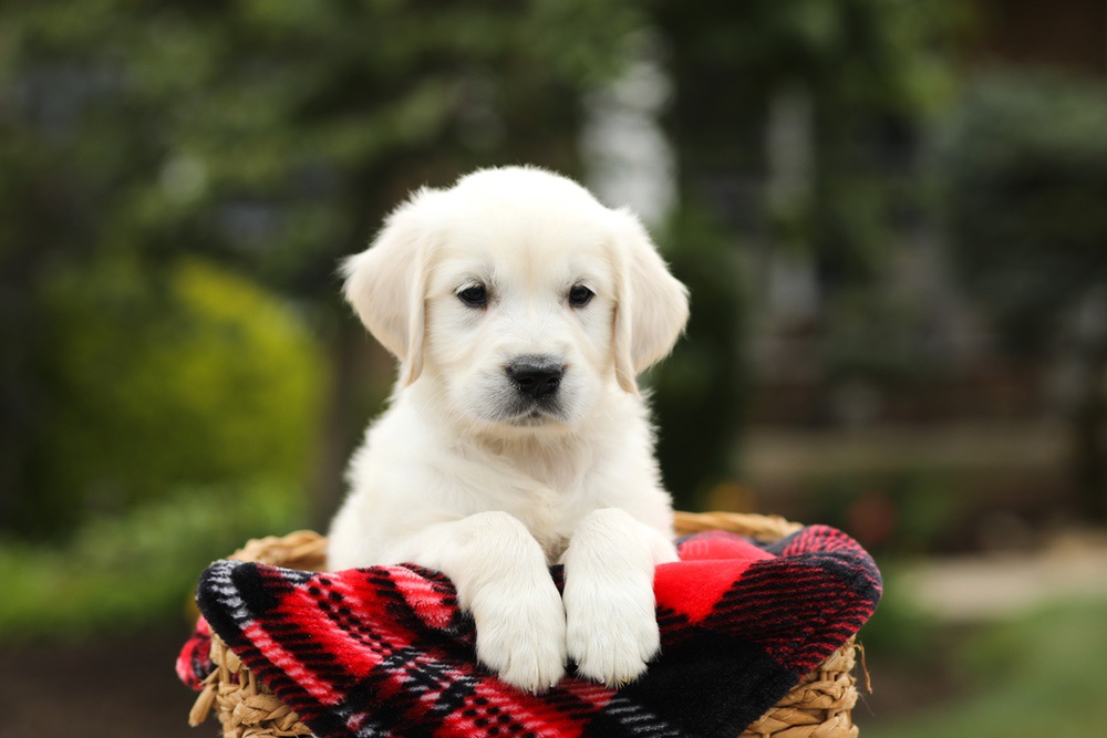 Noah Image of Noah, a Golden Retriever puppy