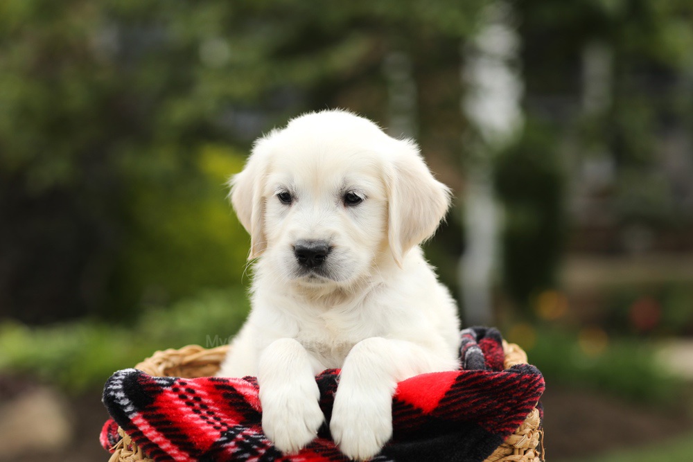 Noah Image of Noah, a Golden Retriever puppy