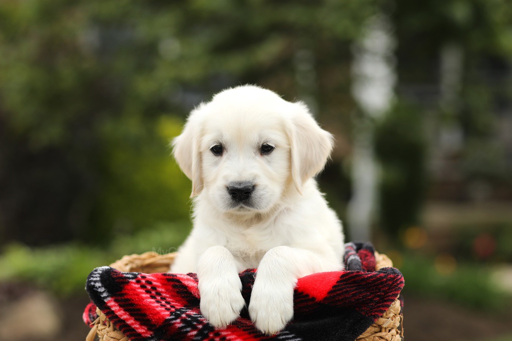 Noah Image of Noah, a Golden Retriever puppy