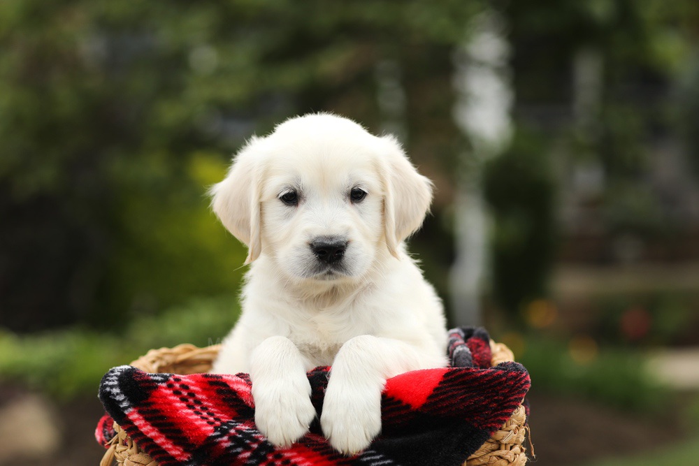 Noah Image of Noah, a Golden Retriever puppy