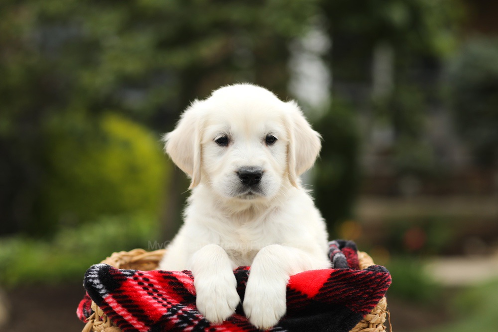 Noah Image of Noah, a Golden Retriever puppy