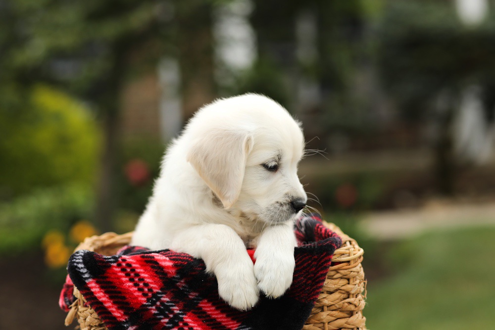 Noah Image of Noah, a Golden Retriever puppy
