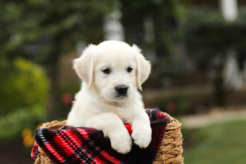 Noah Image of Noah, a Golden Retriever puppy