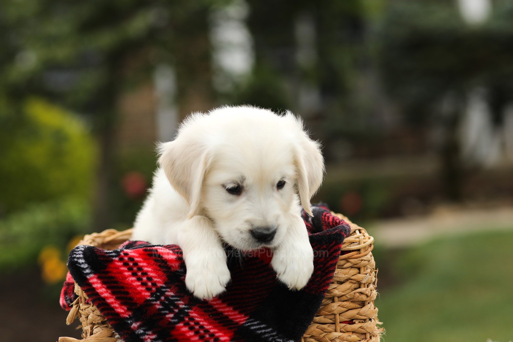 Noah Image of Noah, a Golden Retriever puppy