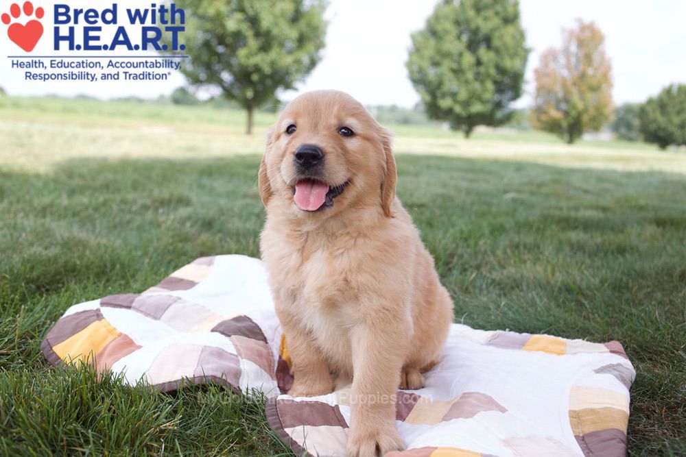 Noelle Image of Noelle, a Golden Retriever puppy