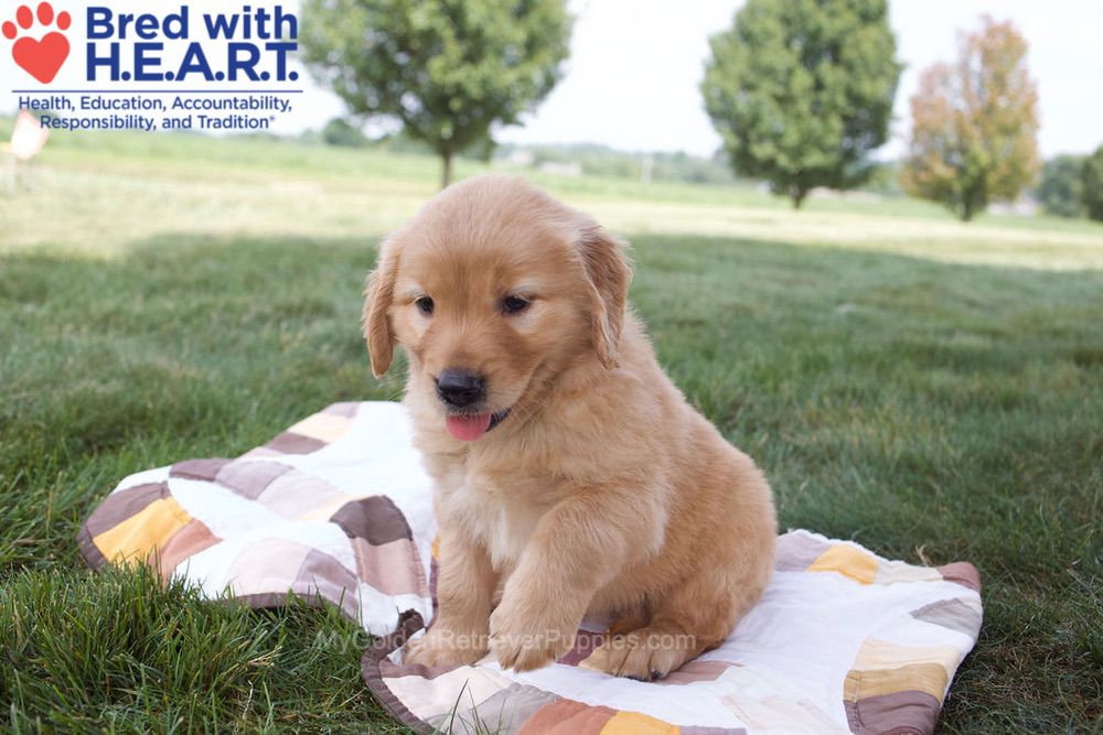 Noelle Image of Noelle, a Golden Retriever puppy