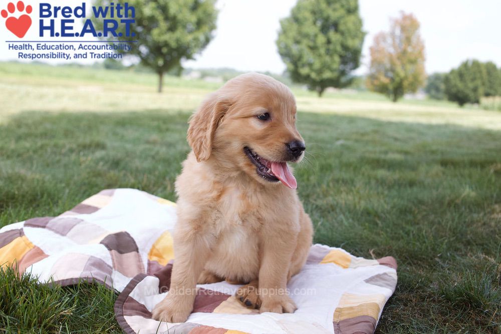 Noelle Image of Noelle, a Golden Retriever puppy