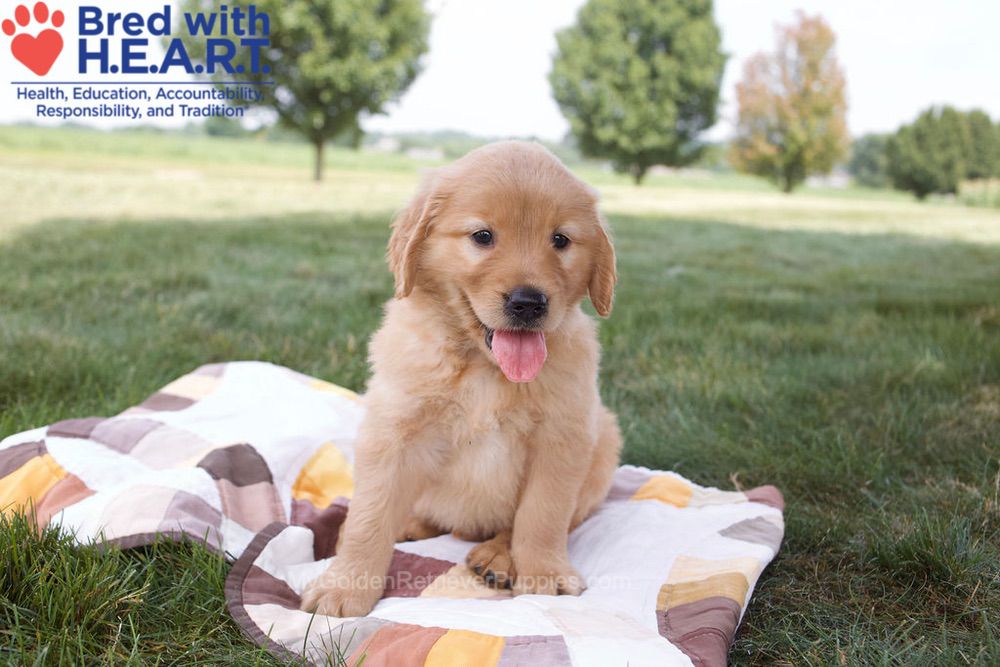 Noelle Image of Noelle, a Golden Retriever puppy