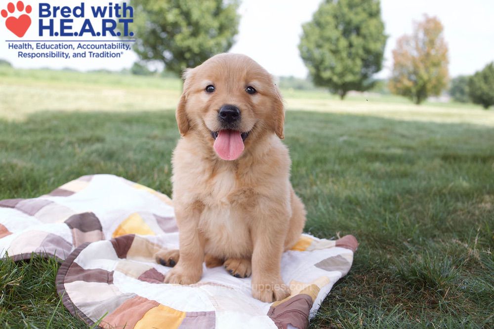 Noelle Image of Noelle, a Golden Retriever puppy