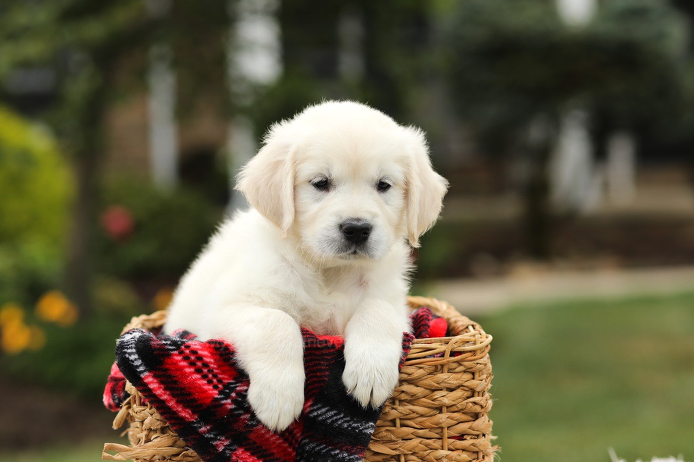 Nora Image of Nora, a Golden Retriever puppy