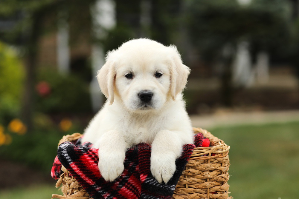 Nora Image of Nora, a Golden Retriever puppy