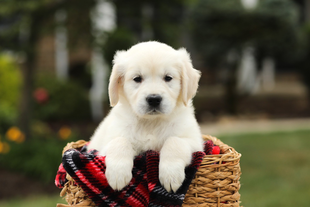 Nora Image of Nora, a Golden Retriever puppy