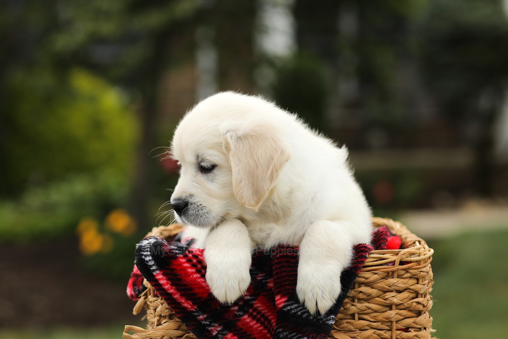 Nora Image of Nora, a Golden Retriever puppy
