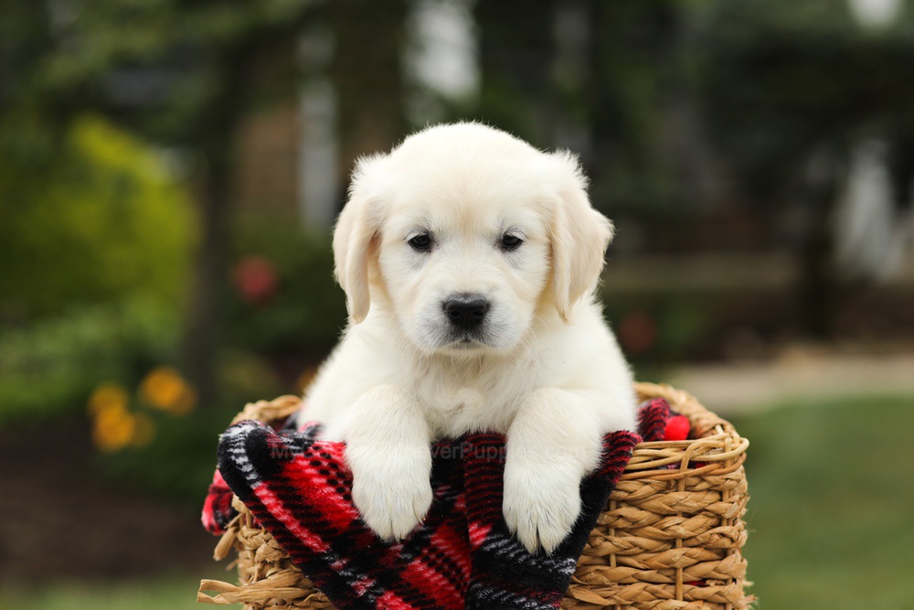 Nora Image of Nora, a Golden Retriever puppy