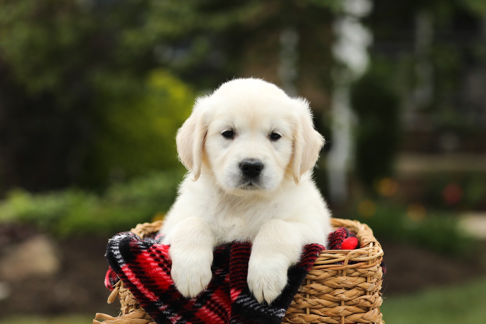 Nora Image of Nora, a Golden Retriever puppy
